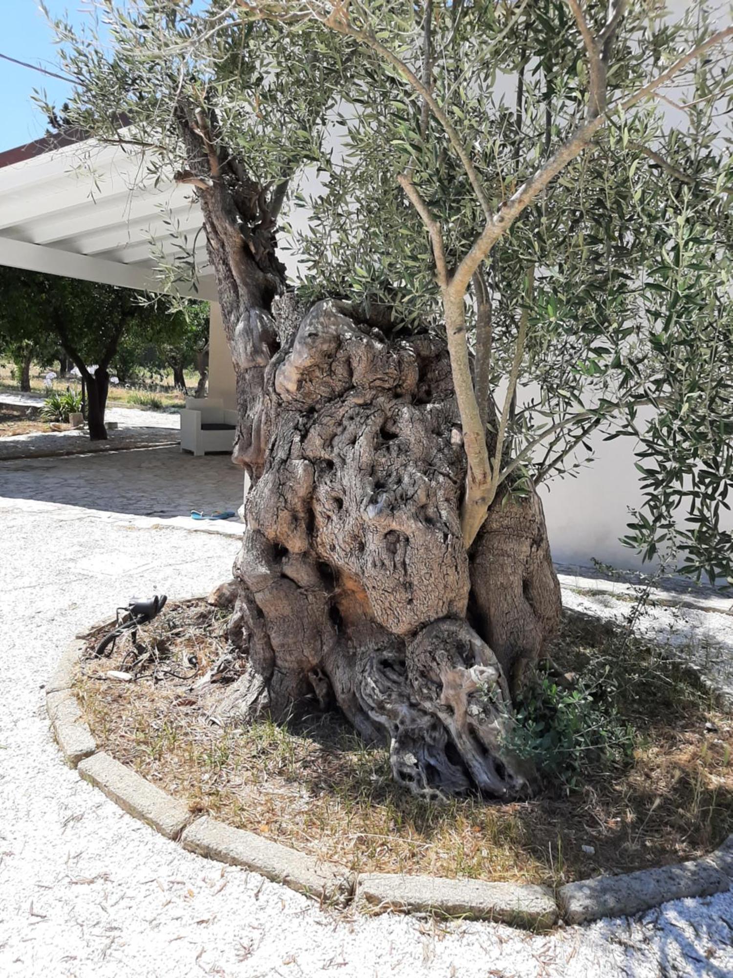 Tenuta Pizzi San Pietro Vernotico Luaran gambar